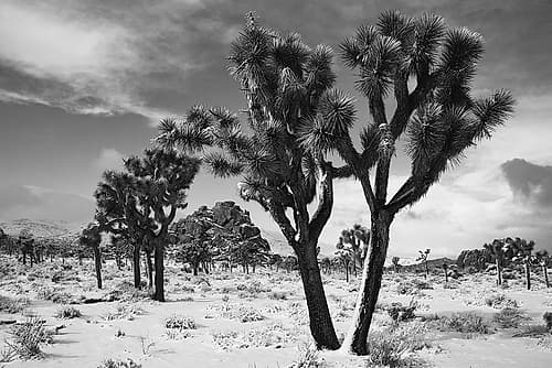 Winter storm-Joshua Tree National Park-California Art Print